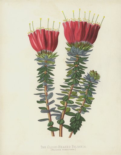 The Close-Headed Bejaria, Bejaria Coarctata by English School